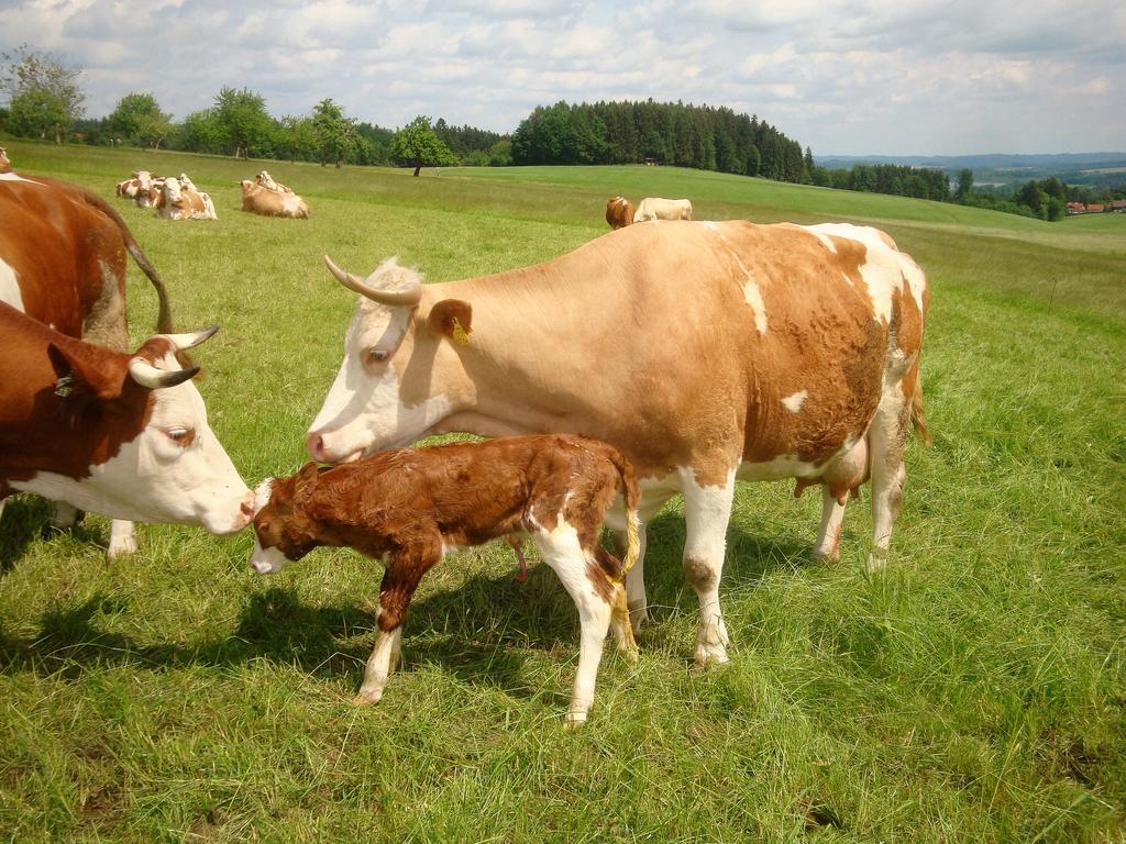 Baby- Und Kinderhof Aicherbauer Seeham Εξωτερικό φωτογραφία