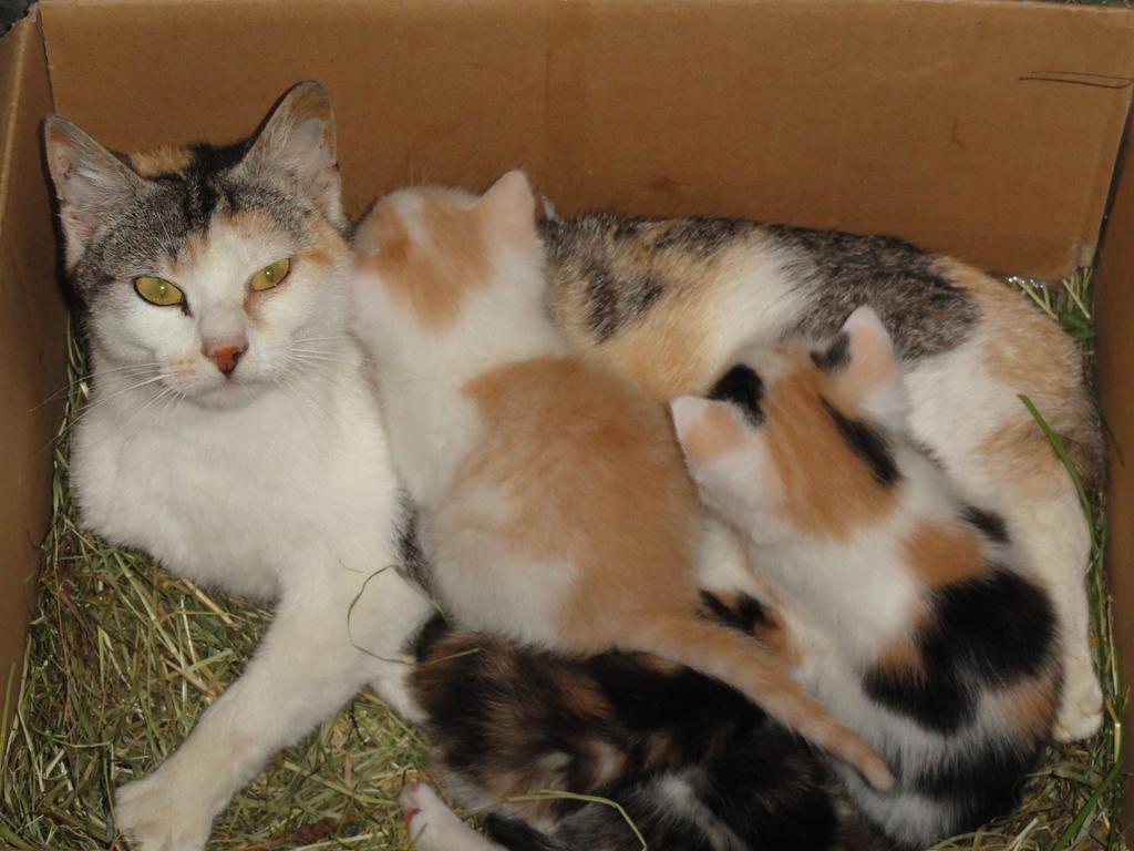 Baby- Und Kinderhof Aicherbauer Seeham Εξωτερικό φωτογραφία
