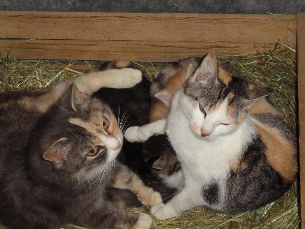 Baby- Und Kinderhof Aicherbauer Seeham Εξωτερικό φωτογραφία
