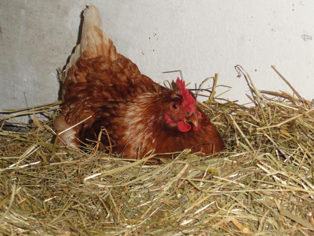 Baby- Und Kinderhof Aicherbauer Seeham Εξωτερικό φωτογραφία